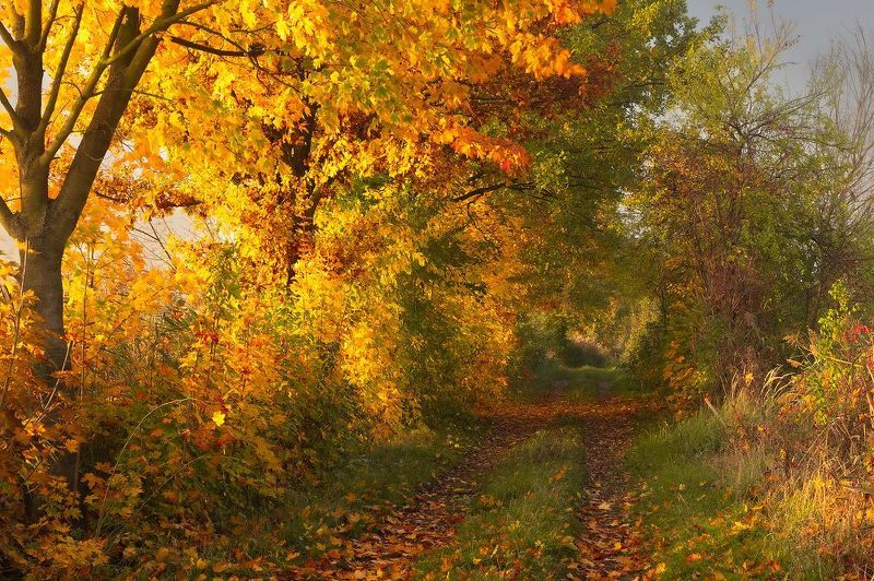 Autumn фото превью