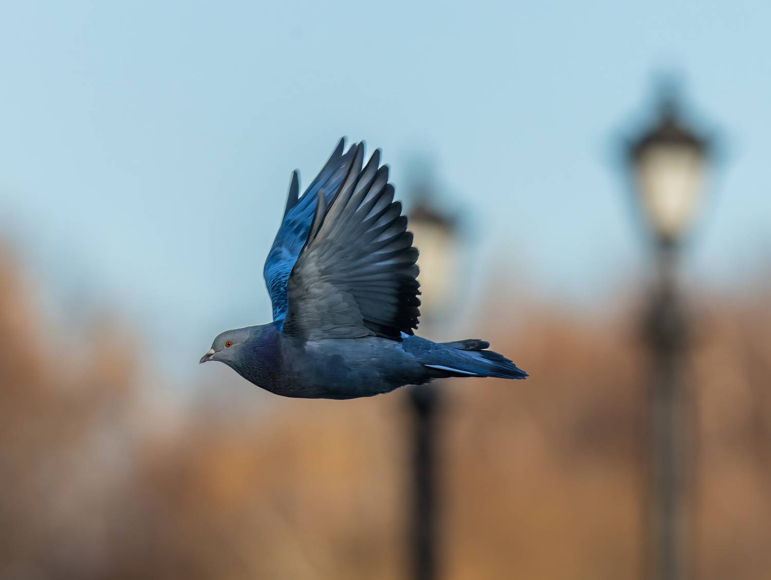 , Дэм Константин