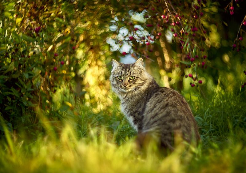 в тени вишен фото превью