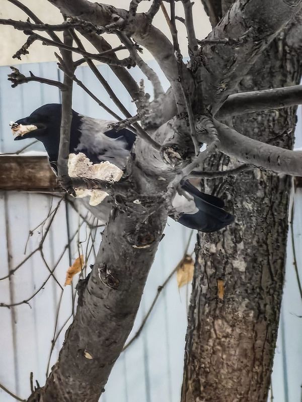 Ворона и сало фото превью