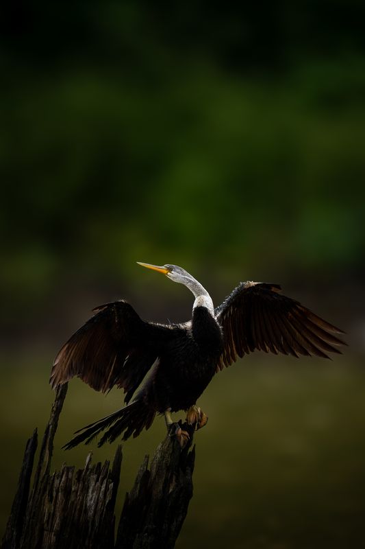 Wings of Solitude фото превью