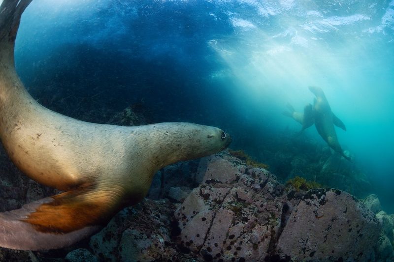 сивуч, морской лев, подводный мир, дальний восток, монерон, дикая природа Третий лишний фото превью
