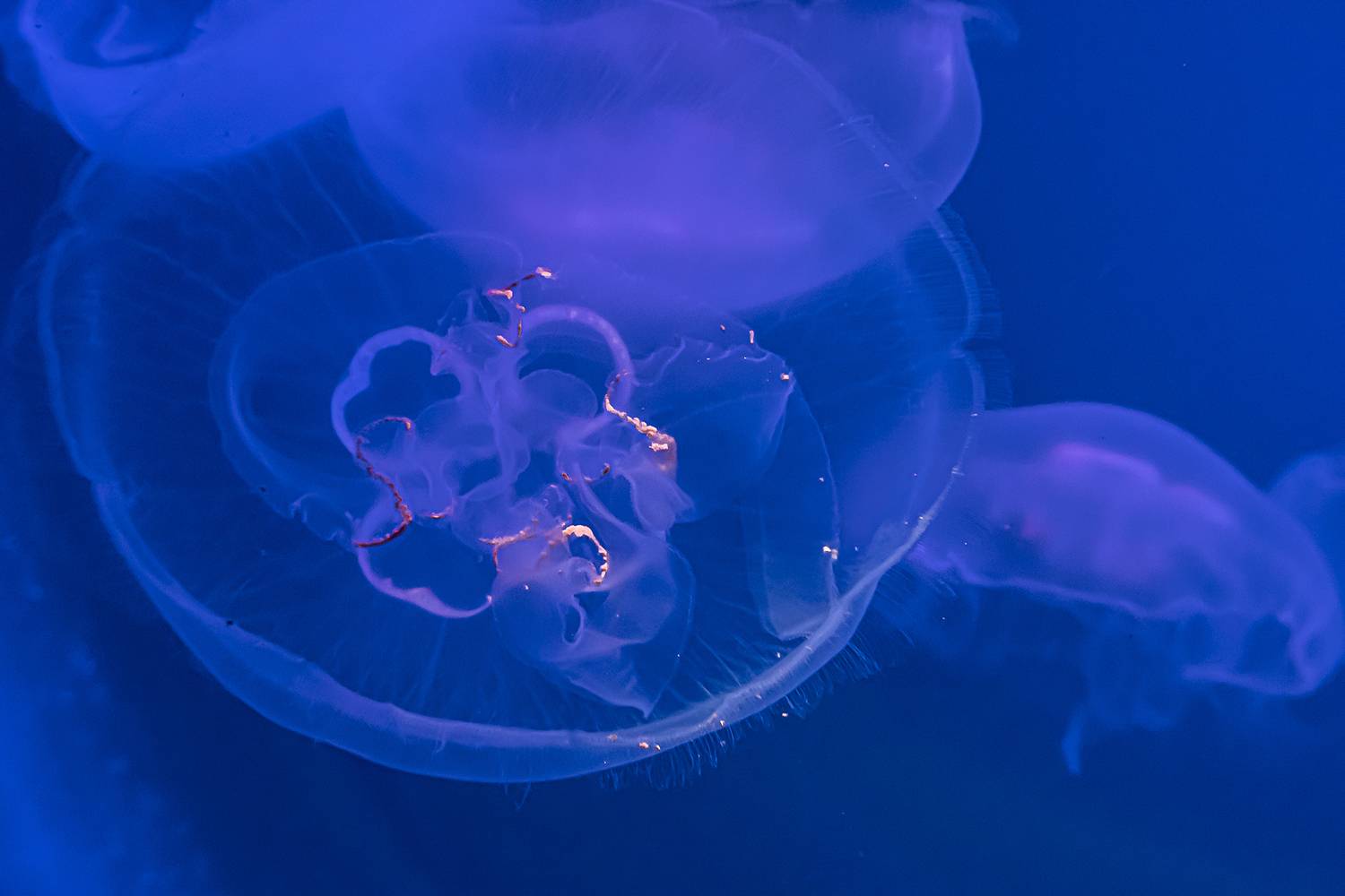 , Бурикова Екатерина