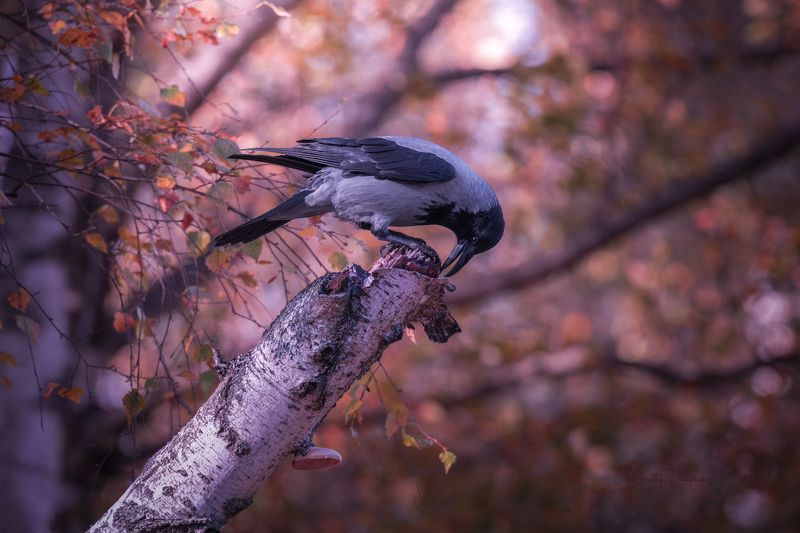 В осенних заботах фото превью