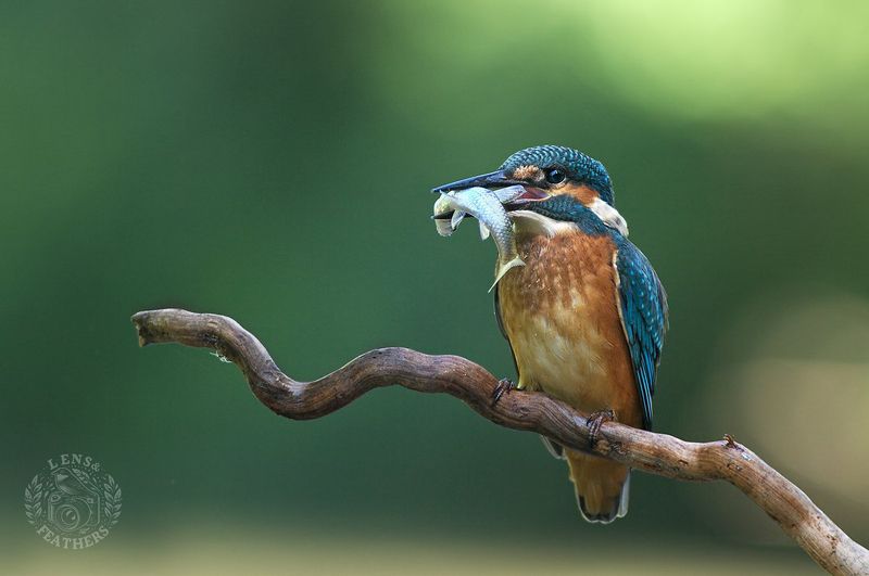 Зимородок - Lens and Feathers фото превью