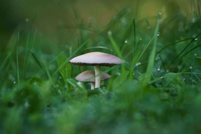 # фото превью