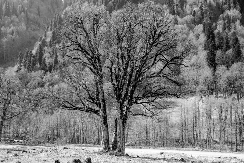 Абхазия, Гудаутский район, Ауадхара, Рицинский реликтовый национальный парк Деревья Ауадхары фото превью