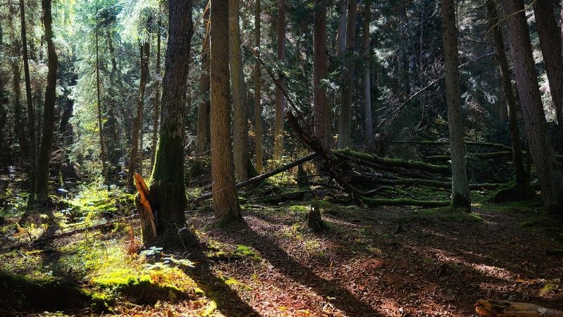 осень горы лес пейзаж природа деревья В дебрях леса... фото превью