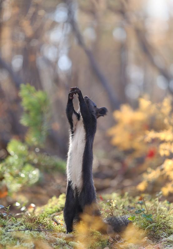 нерюнгри, белка, якутия, дикие_животные, евгениялевина, бурундукиибелкилевиной, женялевина Господи..пошли мне 5 орехов..но больших! фото превью