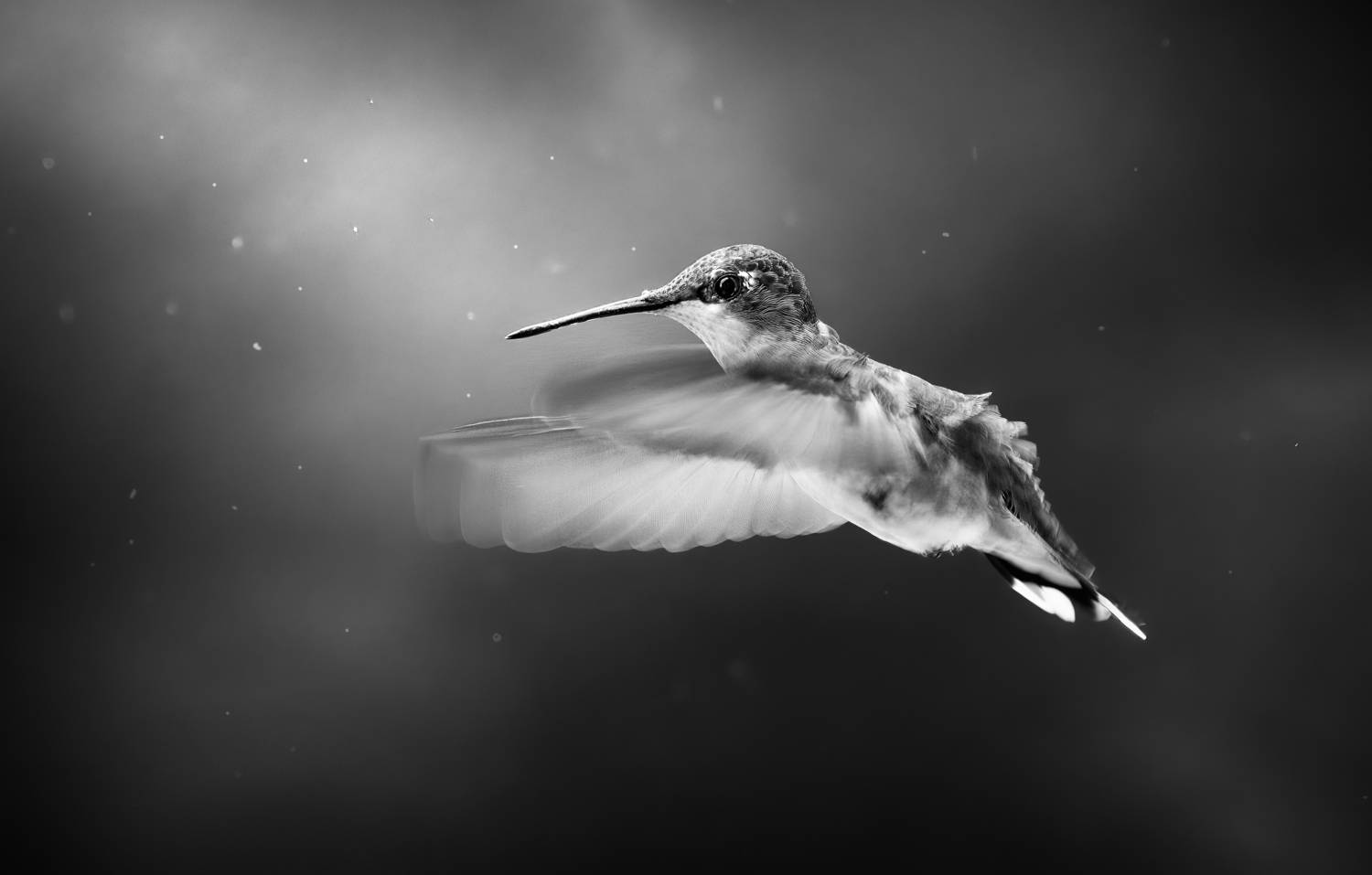 bird, humming, hummingbird, hummingbirds, hummer, rufous, nature, animals, wild, action, dynamic, Atul Saluja