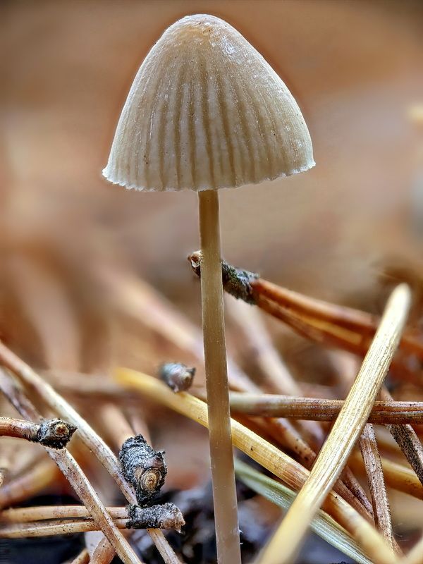 Mycena strobilicola фото превью