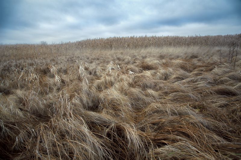 Шелк уснувшей травы фото превью