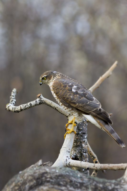 природа Охотник фото превью