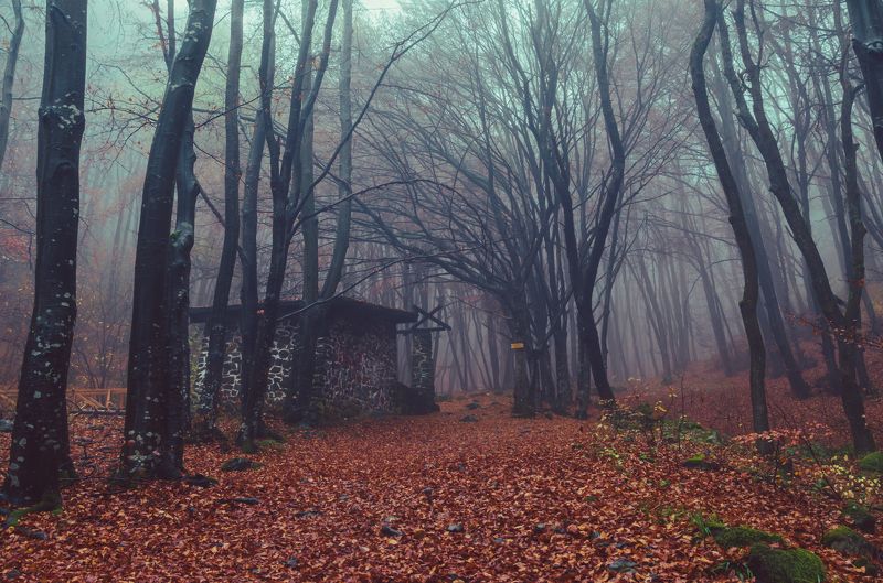 Ветки уже голые фото превью