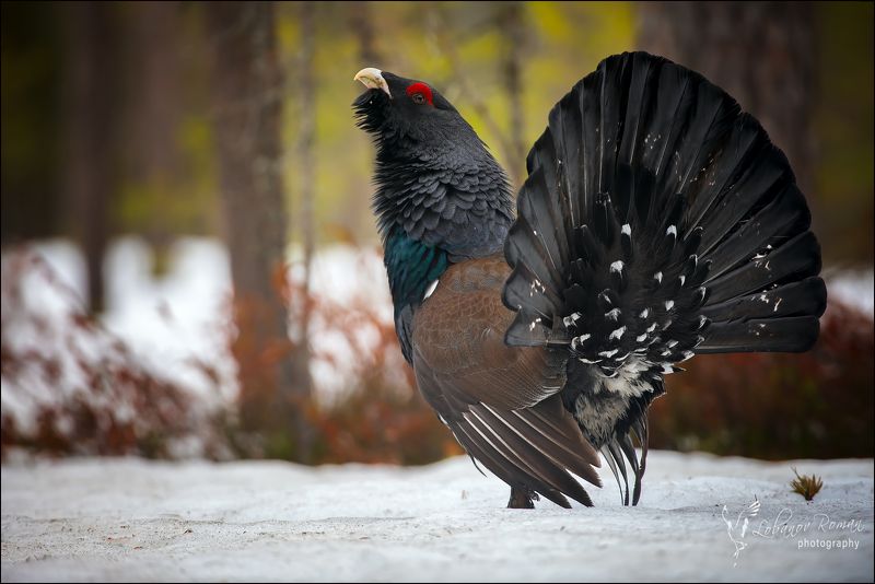 * * * фото превью