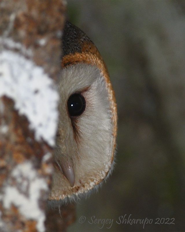 Гляделки сипухи фото превью