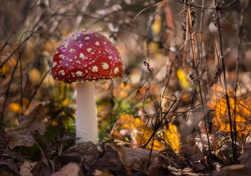 Мухомор фото превью