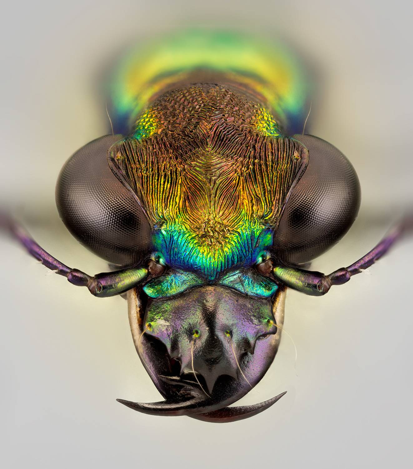 coleoptera, carabidae, prothyma leprieuri, скакун, Kavaliauskas Eugenijus