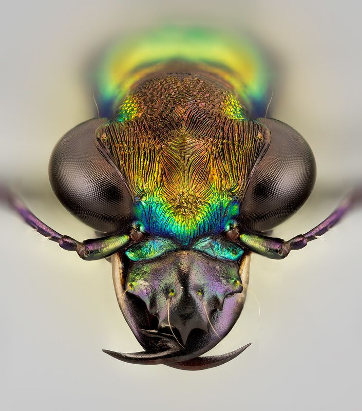 coleoptera, carabidae, prothyma leprieuri, скакун Скакун фото превью