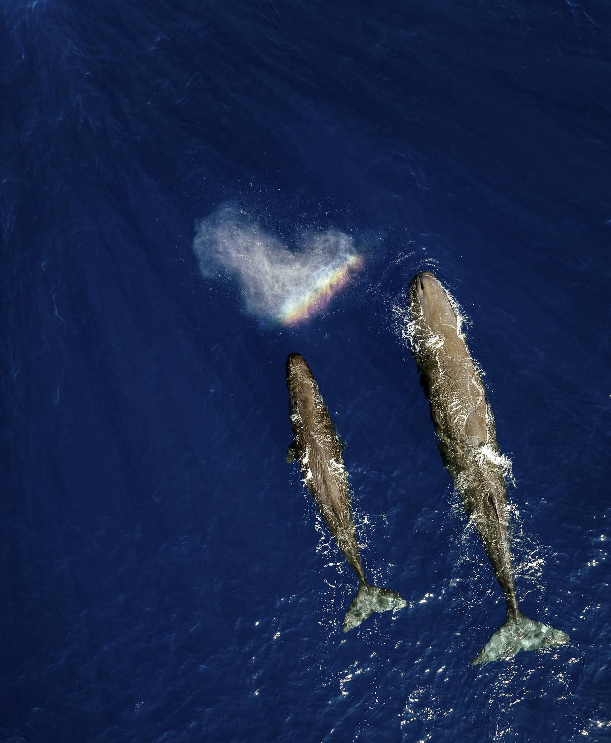 кашалот, Igor Yurkin