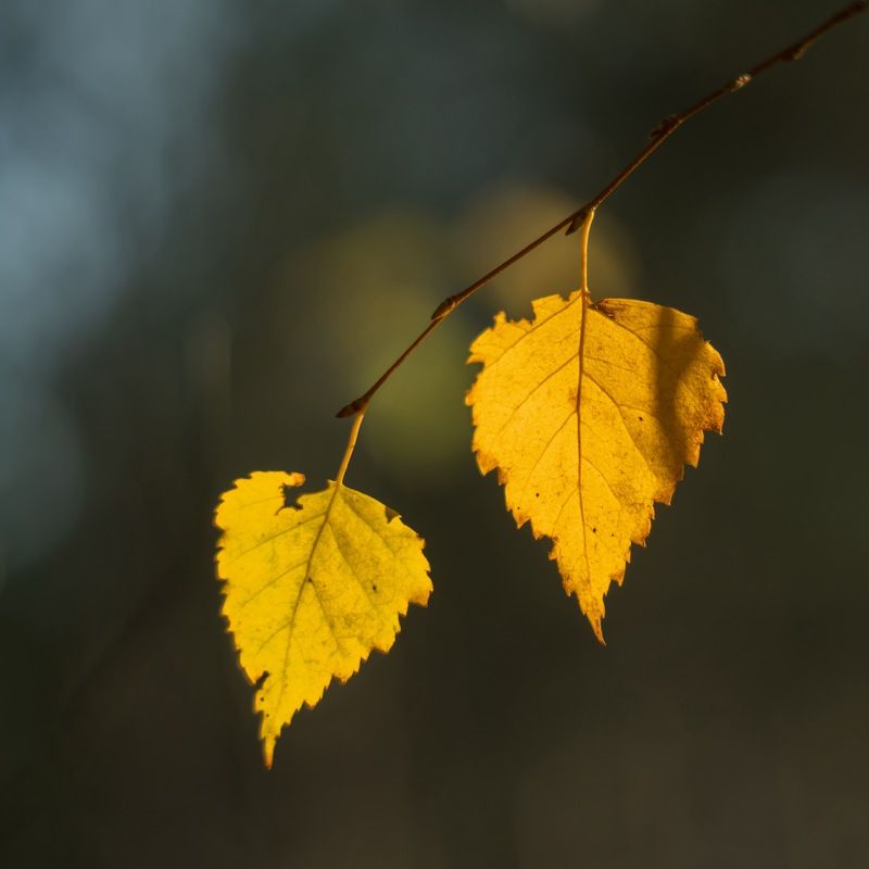 Вместе. фото превью