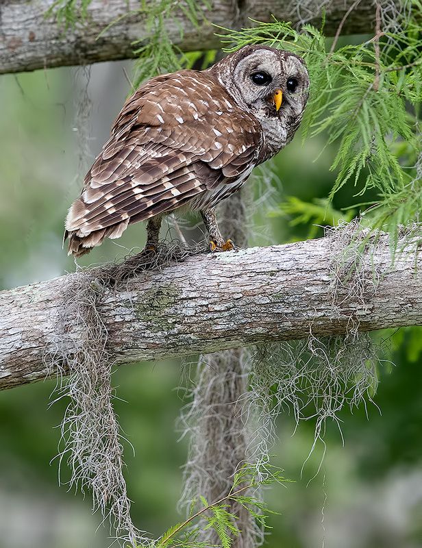 пёстрая неясыть, cова, owl, florida,флорида, хищные птицы, barred owl Barred Owl - Пёстрая неясыть фото превью