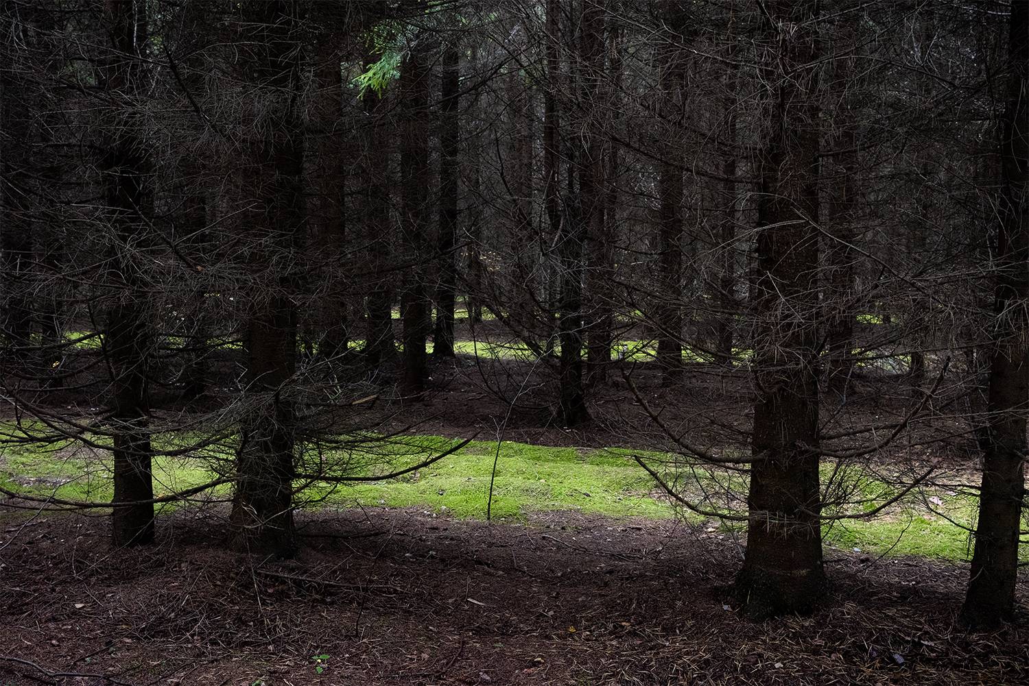 , Дмитрий Асеев