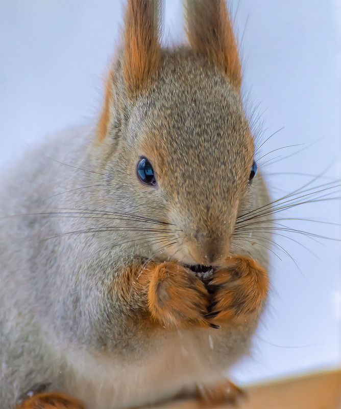 портрет белки. фото превью