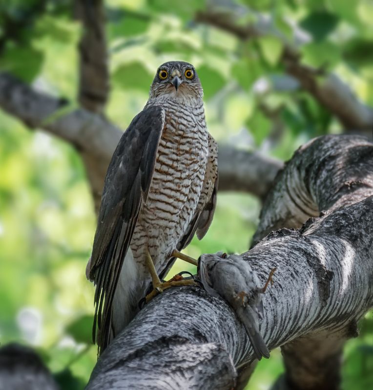 птица, ястреб перепелятник, охотник, добыча, Охотник. фото превью