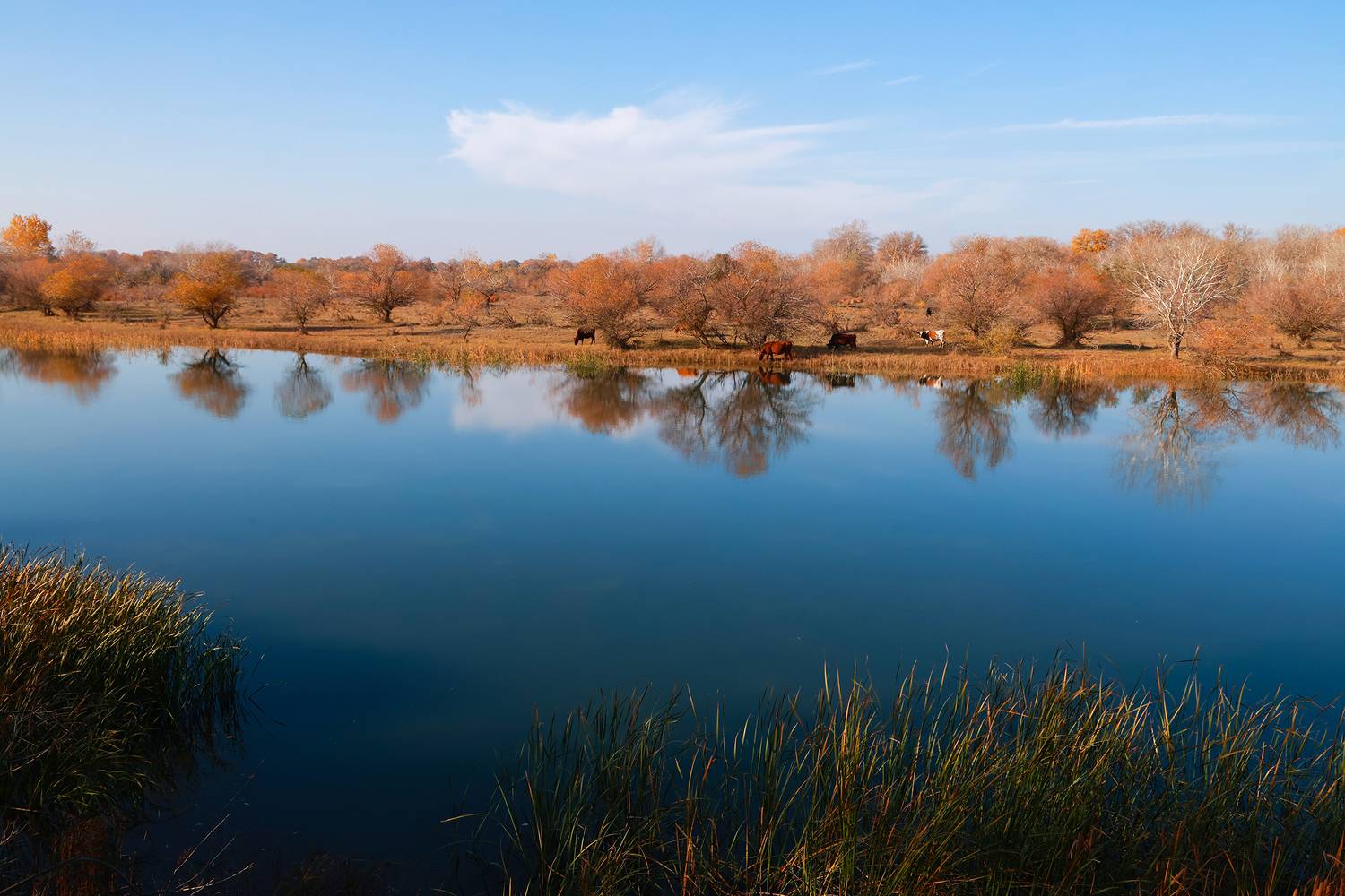 залив,осень,пейзаж,река,сулак,дагестан,, Magov Marat