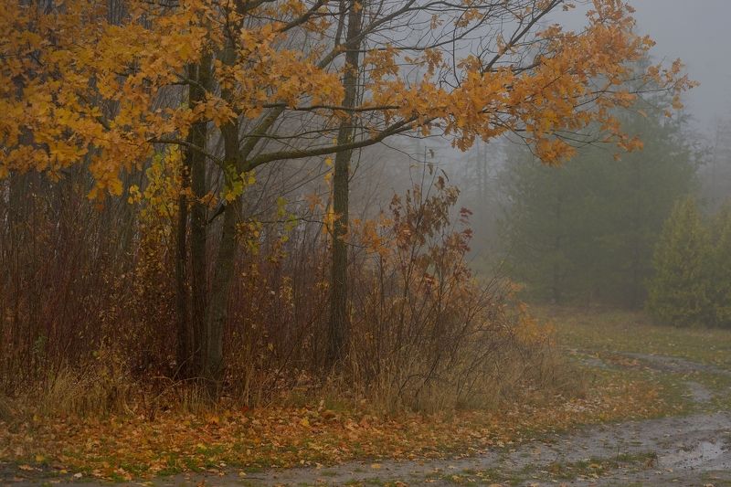 Туманное утро фото превью