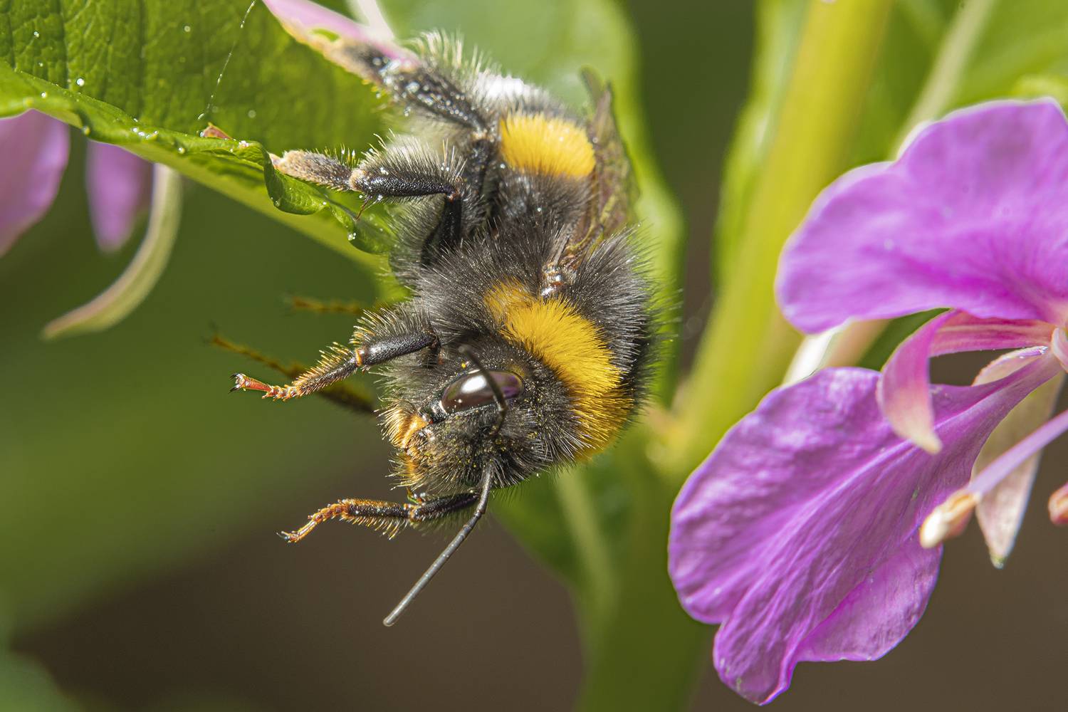 , Бурикова Екатерина