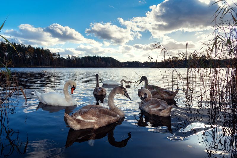 ***лебеди фото превью