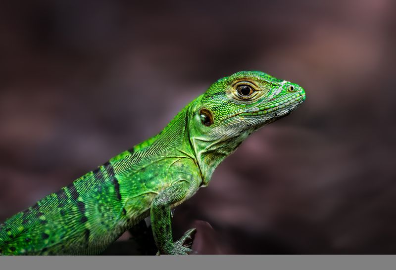 lizard, chameleon, reptile, flower, macro, sunrise, sunset, closeup, Pride фото превью
