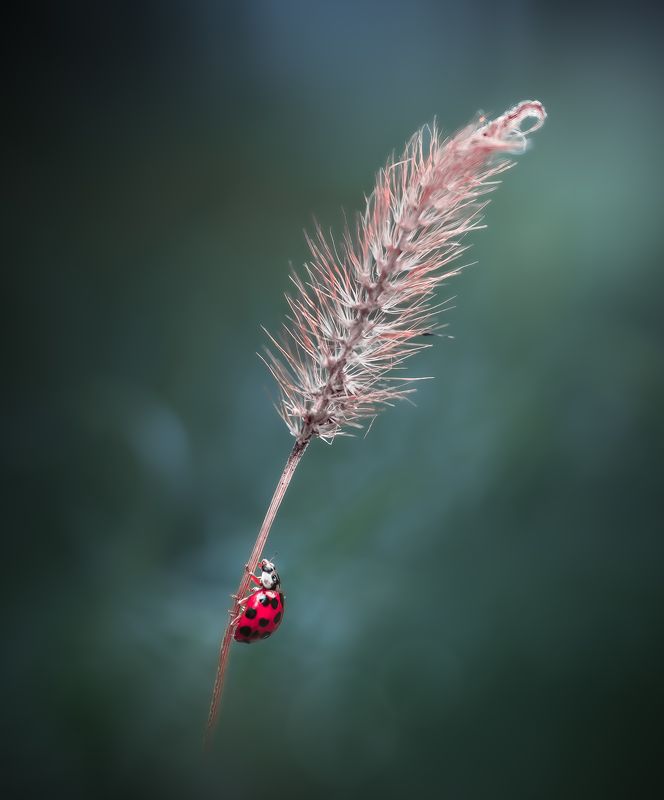Solitary фото превью