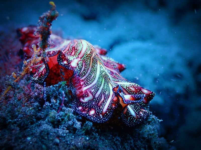 Голожаберник. фото превью