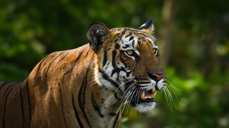 King of Kabini фото превью