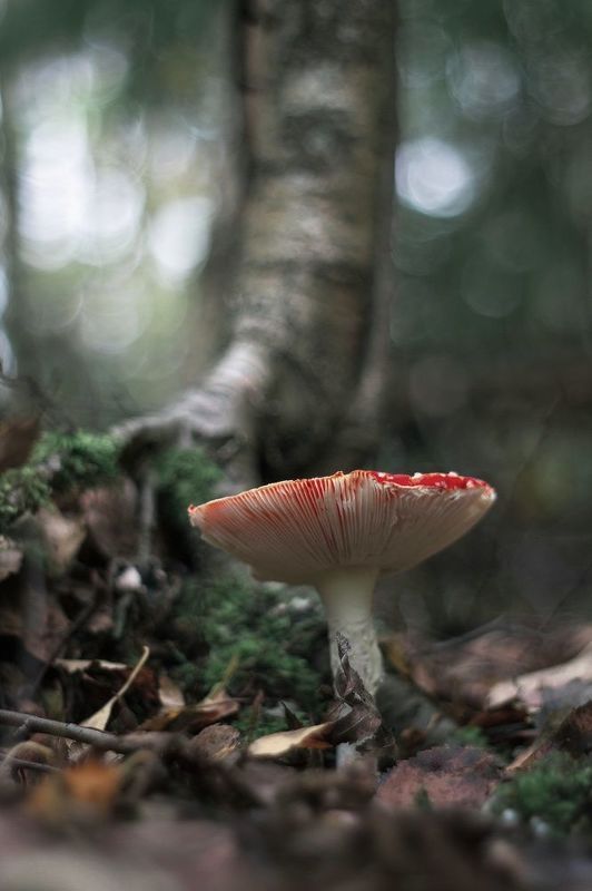 грибы, макро, осень, лес, pentacon, manual lens, мухомор, nature, forest, bokeh, боке  фото превью