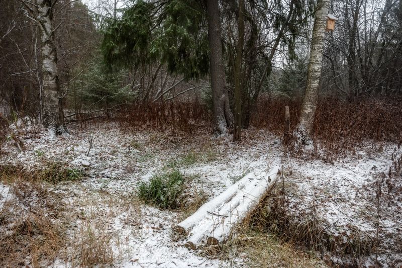 лес, первый снег Мостик фото превью