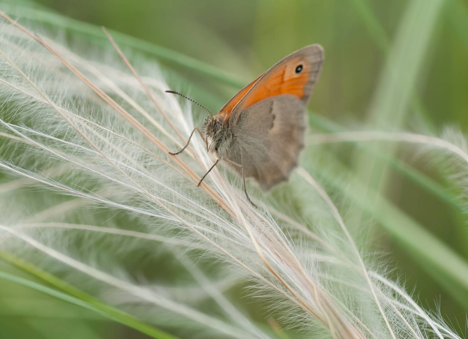 , Павлюк Елена