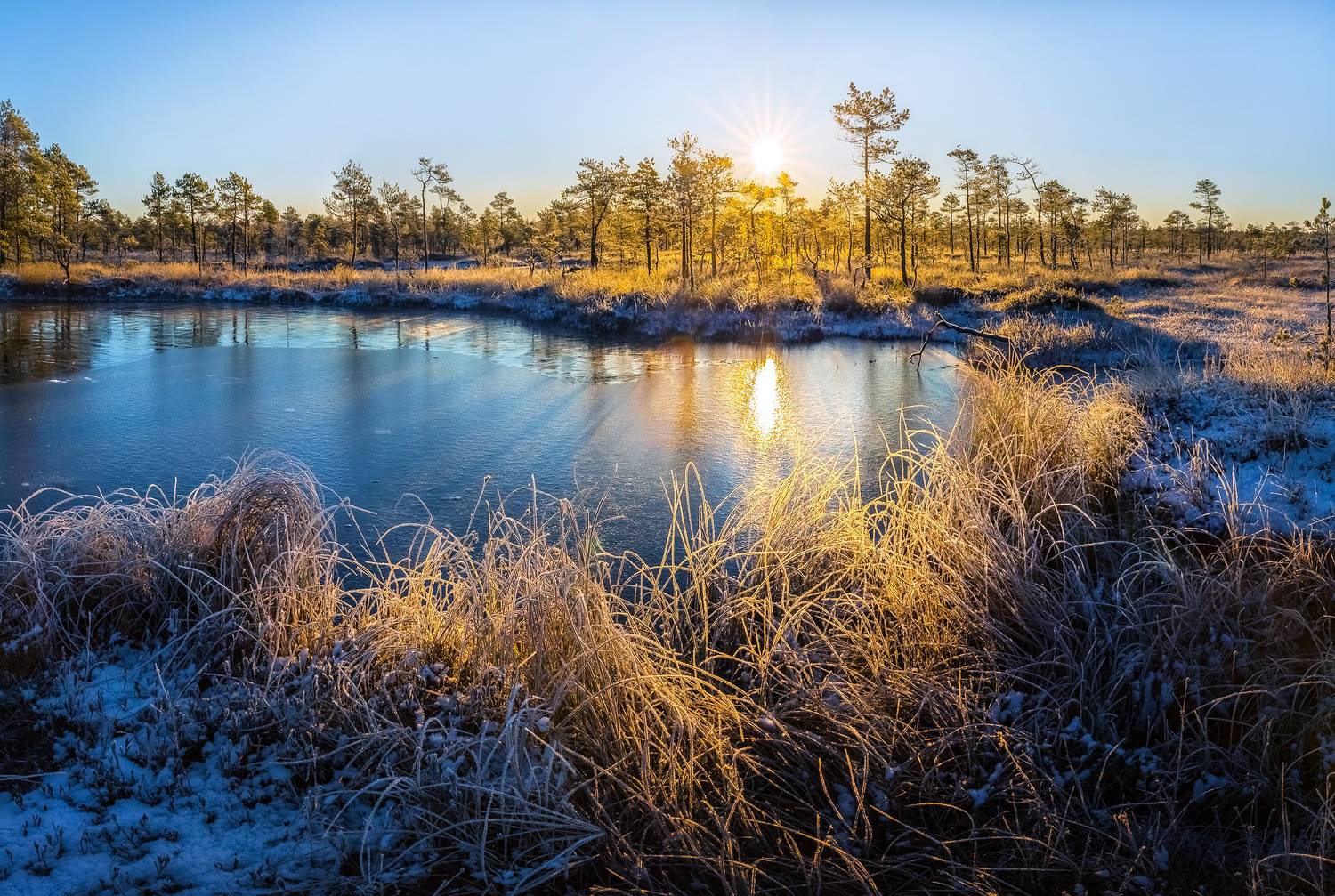 ленинградская область, сосна, болото, водоём, рассвет, солнце, зима, иней, мороз, озеро, снег, заморозки, лёд, заморозки, утро, Лашков Фёдор