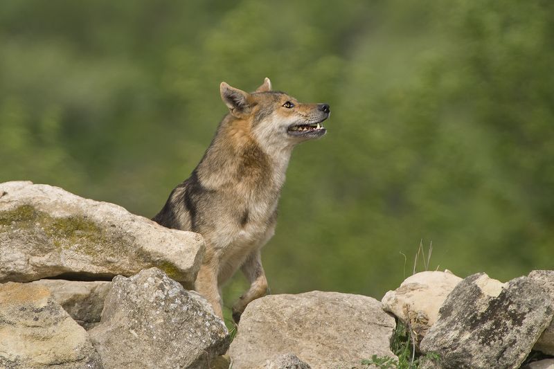 Джако ( Jackal ) фото превью