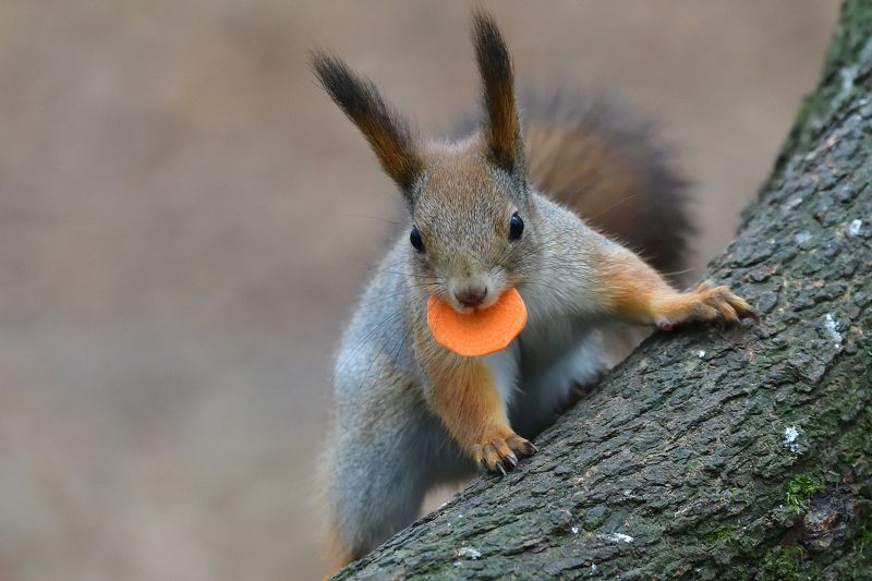 Squirrel.. фото превью