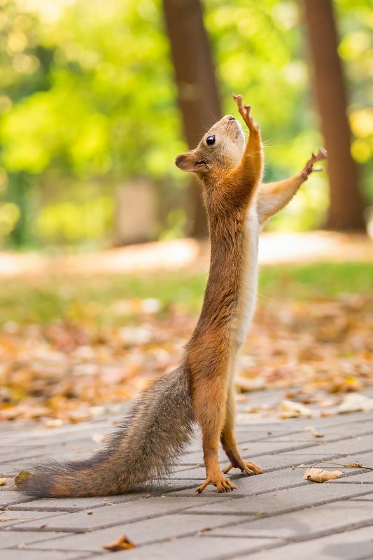 Дай пять фото превью