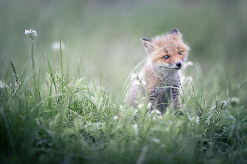 fox, wildlife, Spring Fox фото превью