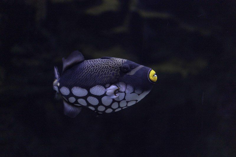 Clown triggerfish фото превью