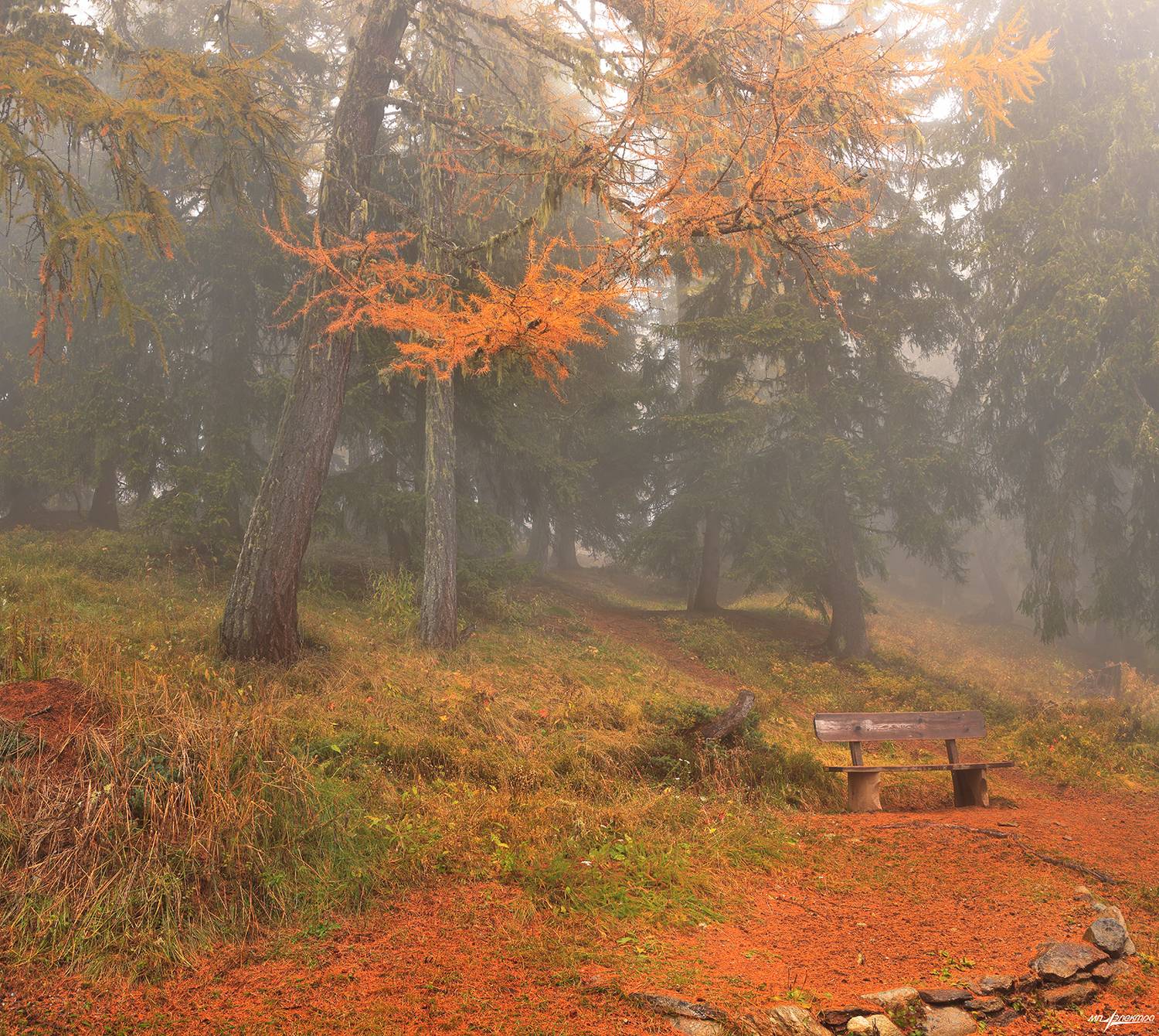 swiss,швейцария,горы,туман,лес,осень,bettmeralp, Матвеев Николай