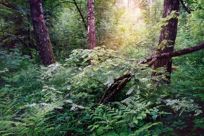 лес, листва, зелень, лето В летнем лесу фото превью