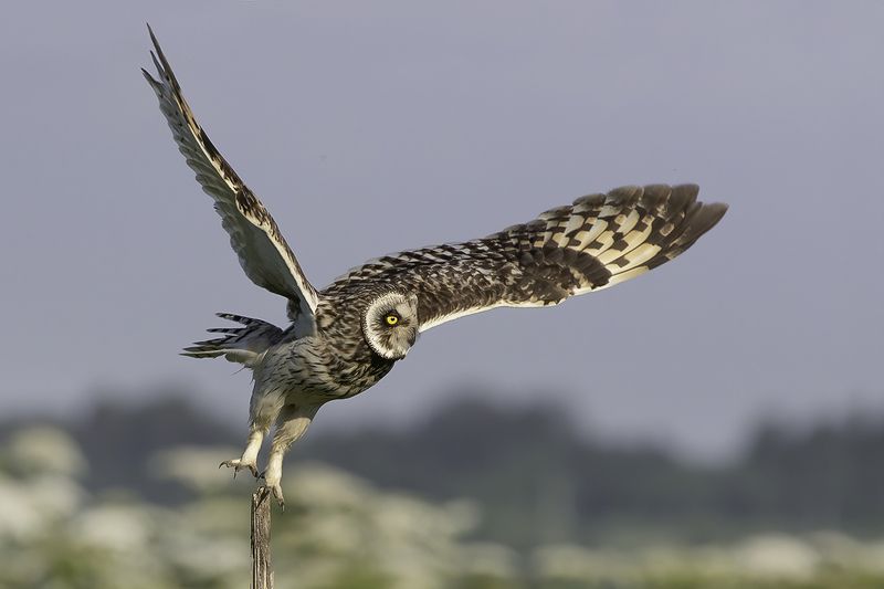 птица, сова, взлёт На взлёте фото превью