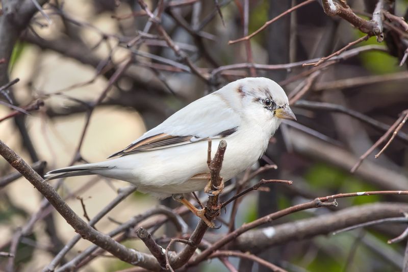 птицы, воробей Воробушек фото превью